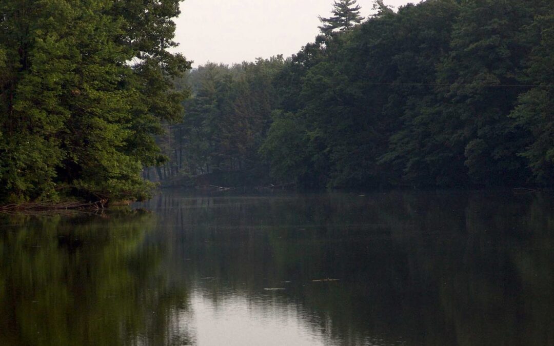 Pet food drive to benefit Easthampton Community Center