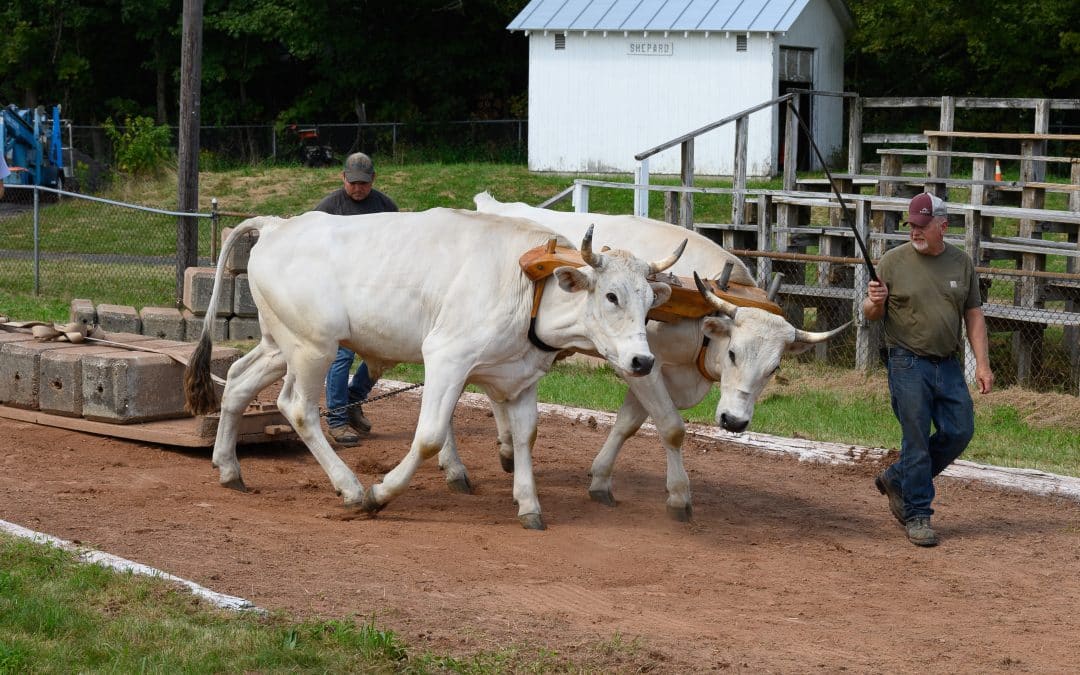 Volunteers worked hard to make Blandford Fair happen