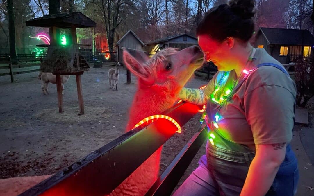 ‘Zoo Night’ returns to Bright Nights for two days in December