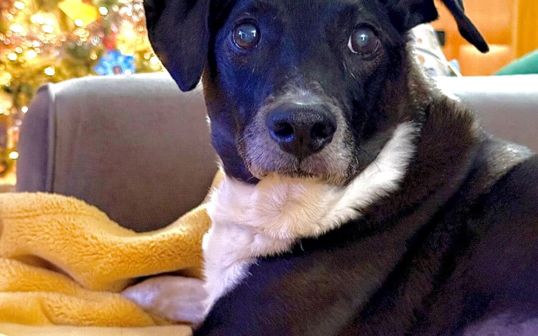 The first 48 hours of grief after losing our dog, Scotty