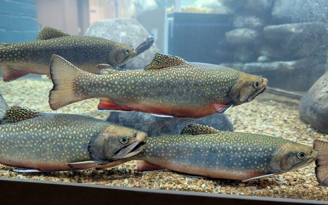 Live animal center reopens at Springfield Science Museum with new exhibit