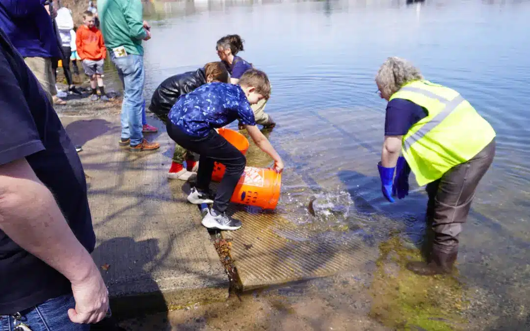 Westfield trout release was joyful ‘organized chaos’