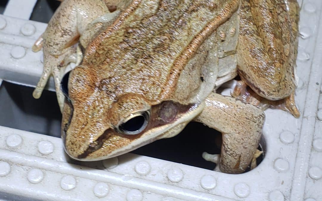 Northampton issues spring amphibian migration notice