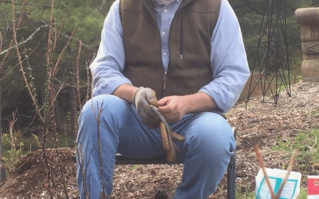 SHAEC offers new series on growing and using herbs
