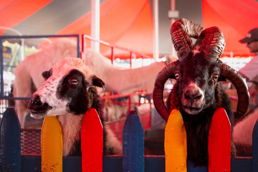 Two goats looking over a fence at a petting zoo