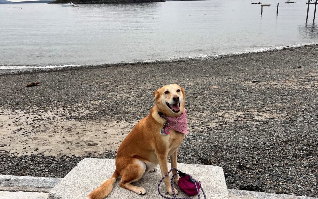 Westfield kicks off its 2026 Top Dog Competition