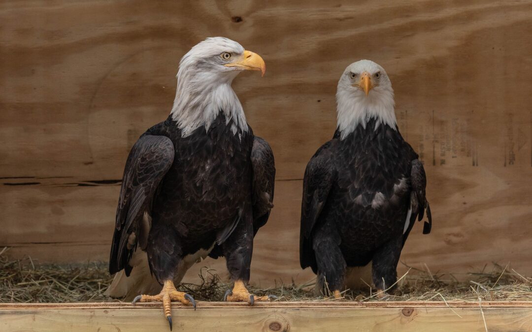 Forest Park Zoo seeks donations to care for animals