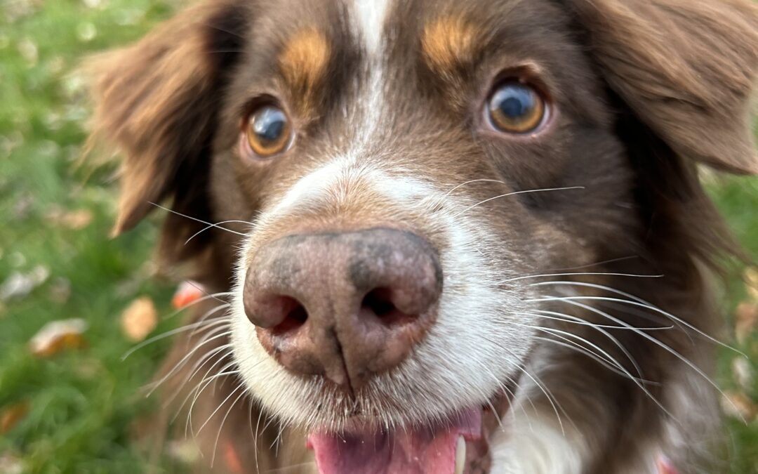 Scooter is Westfield’s Top Dog