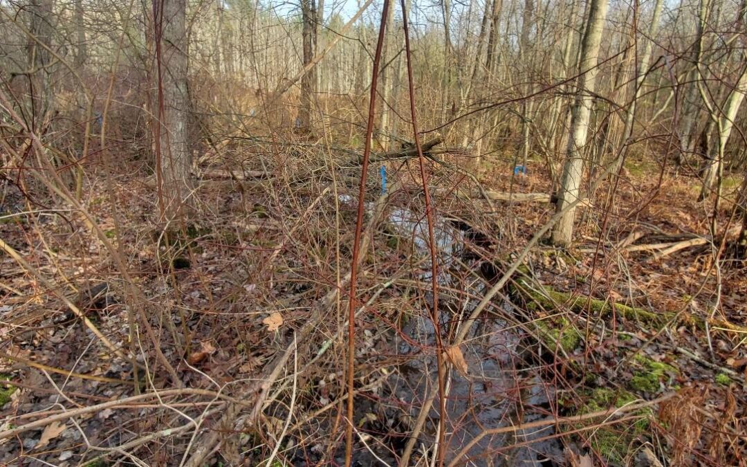 Pine Grove restoration work is now underway in Northampton