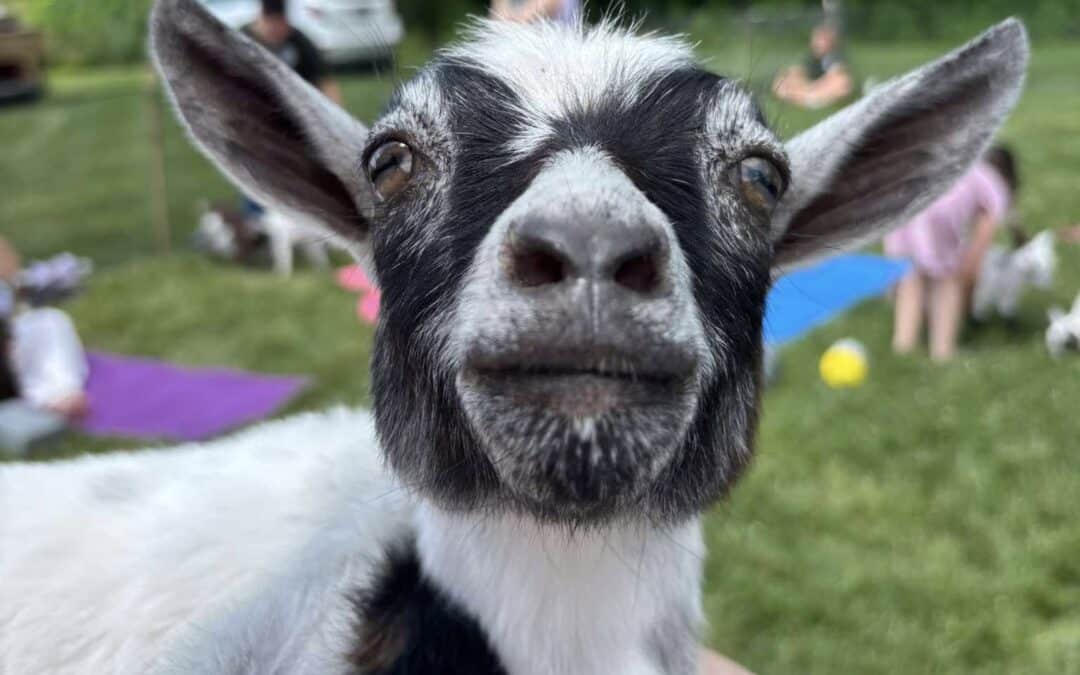 A.W. Brown’s to host baby goat Pilates class