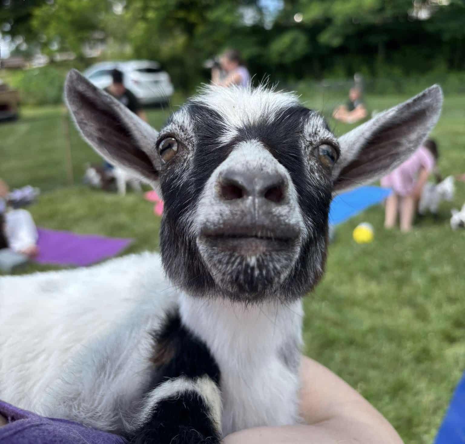 EL Baby Goat Pilates