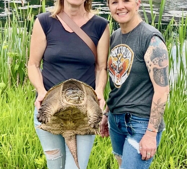 Turtle returns to wild after recovering from serious injury