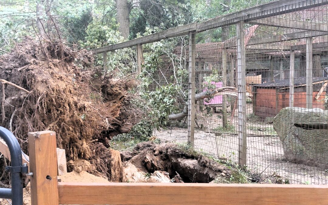 Forest Park Zoo devastated by felled trees from powerful storm