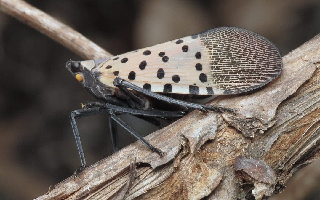 Invasive spotted lanternflies threaten fruit crops, says city forester