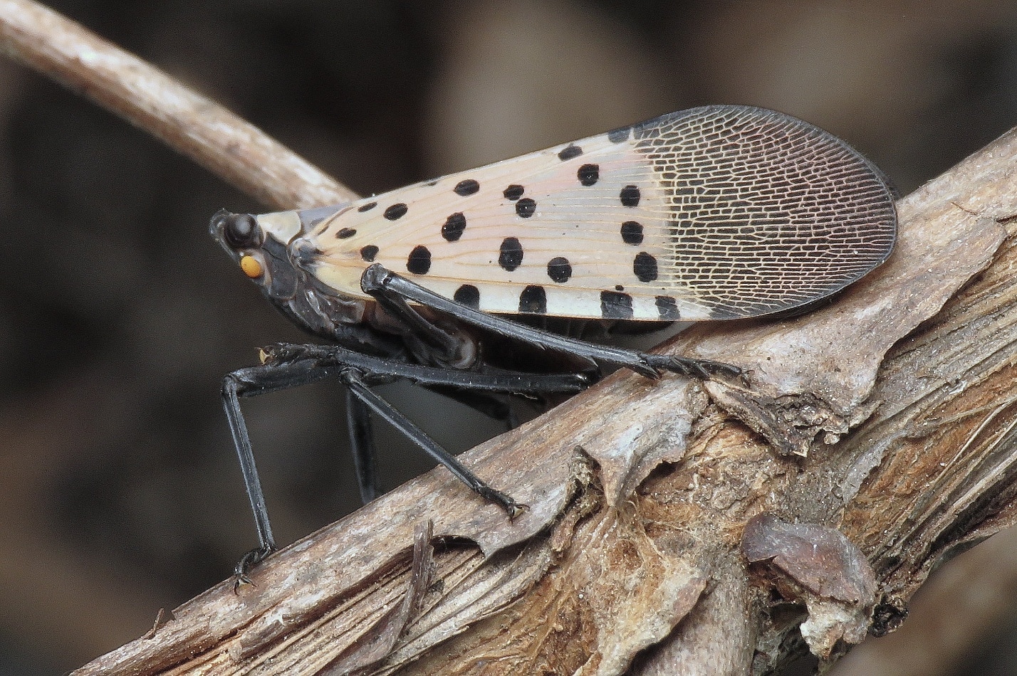 Spotted Lanternfly